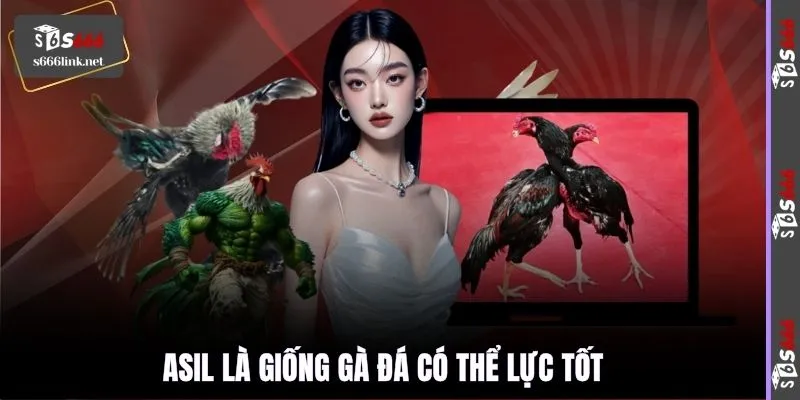 Asil là giống gà đá có thể lực tốt