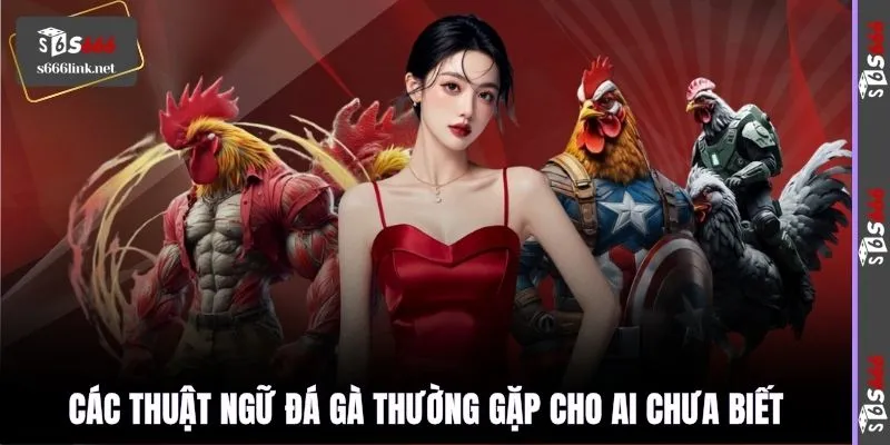 Các thuật ngữ đá gà thường gặp cho ai chưa biết