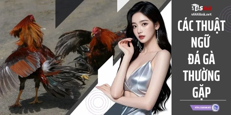 Các Thuật Ngữ Đá Gà Thường Gặp Tân Binh Cần Phải Biết
