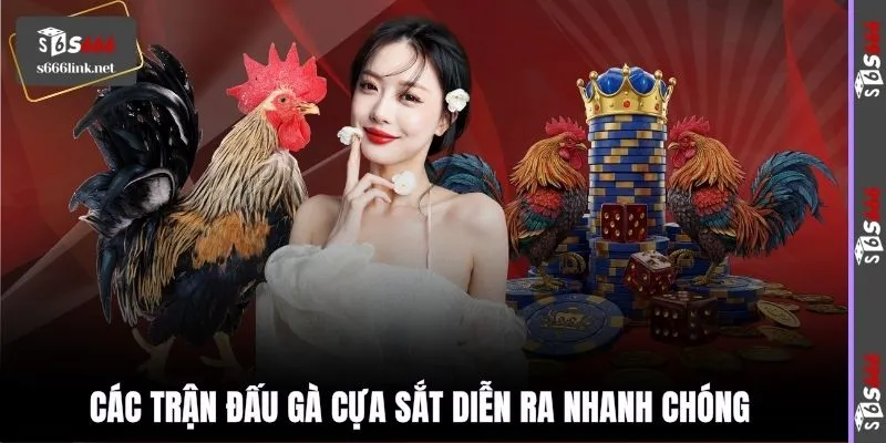 Các trận đấu gà cựa sắt diễn ra nhanh chóng 