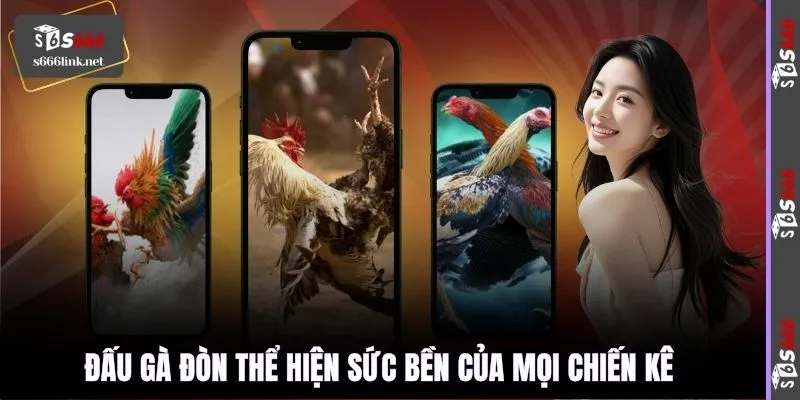 Đấu gà đòn thể hiện sức bền của mọi chiến kê 