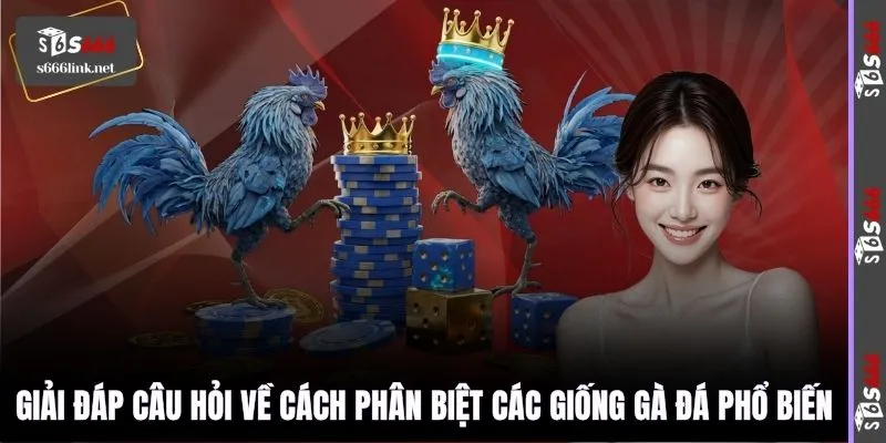 Giải đáp câu hỏi về cách phân biệt các giống gà đá phổ biến