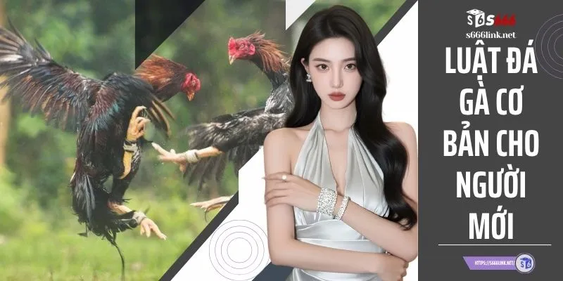 Luật Đá Gà Cơ Bản Cho Người Mới Dễ Hiểu Và Chi Tiết Nhất