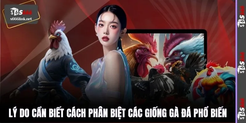 Lý do cần biết cách phân biệt các giống gà đá phổ biến